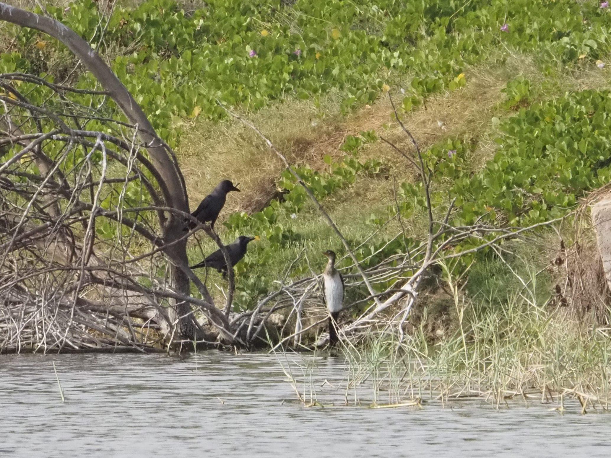 Barcelona Birding Point Blog | Welcome to the official blog site ...