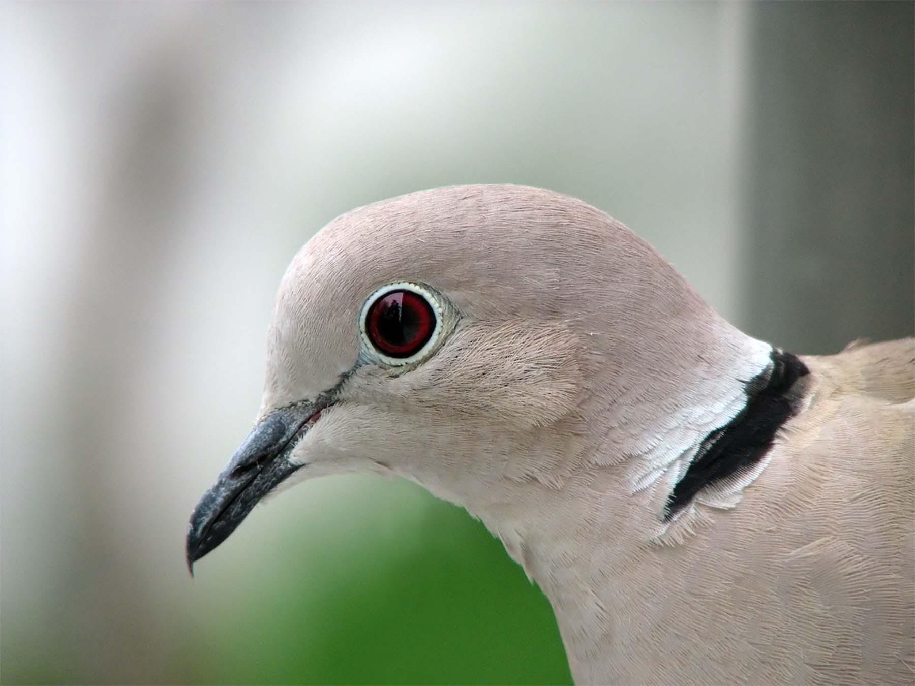 Thoughts on the “New Nature”: Are Collared-Doves dangerous ...