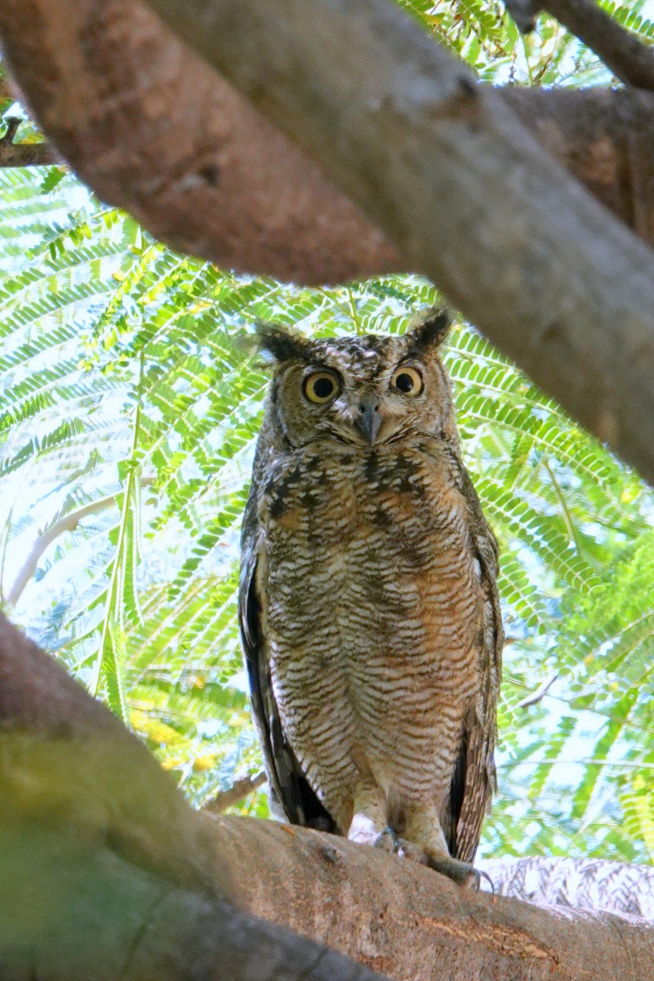Oman | Heatherlea Birdwatching & Wildlife Holidays