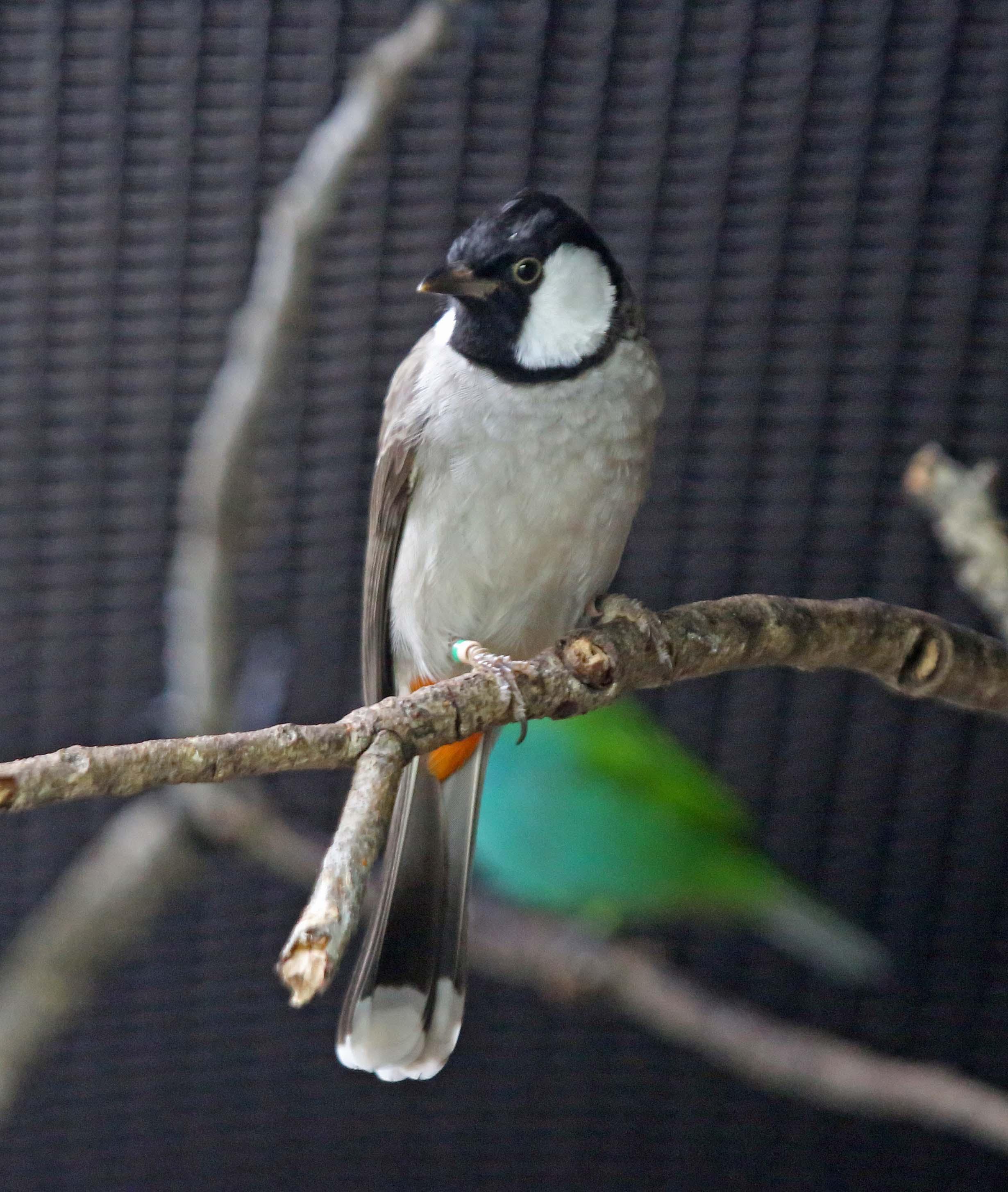 Pictures and information on White-eared Bulbul