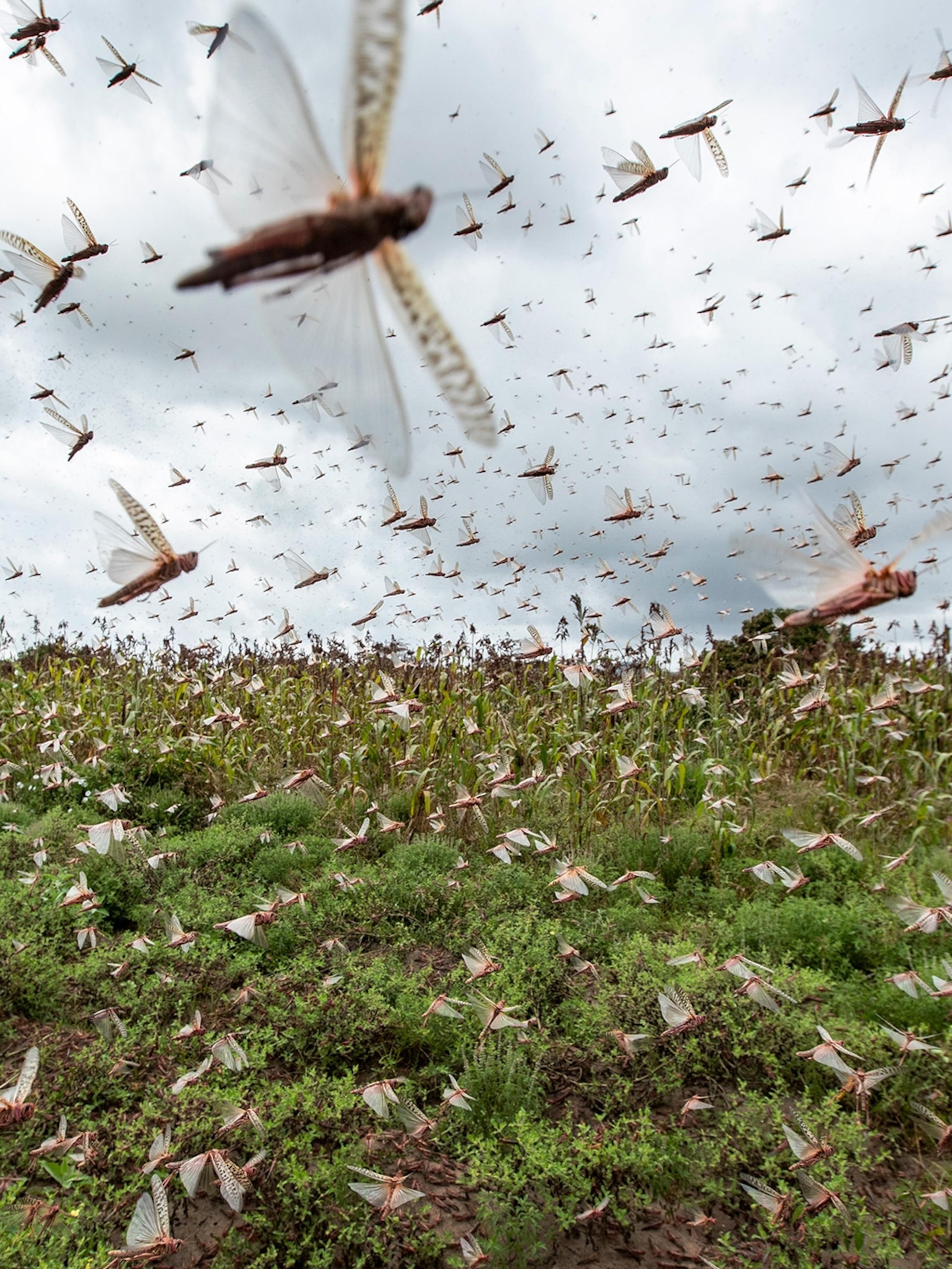 East Africa's plague of locusts and the bizarre climate science ...